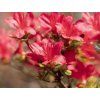 Japonská azalka 'Hino Crimson'  Rhododendron obtusum 'Hino Crimson'