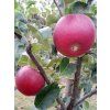 Jabloň 'Lord Lambourne Red'  Malus domestica 'Lord Lambourne Red'