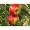 Jabloň 'Rubín'  Malus domestica 'Rubín'