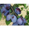 Švestka 'Čačanská rodná'  Prunus domestica ´Čačanská rodná´