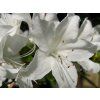 Japonská azalka 'Palestrina'  Rhododendron obtusum 'Palestrina'
