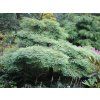 Metasequoia glyptostroboides 'Miss Grace.327 oli' 0