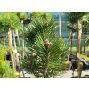 Pinus heldreichii 'Thesaloniki nr.1' (1)