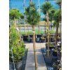 Pinus heldreichii 'Thesaloniki nr.1' (2)