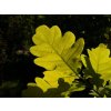 ceculata 3