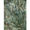 glauca 11