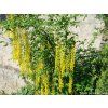 �t�d�enec odvisl� �Yellow Rocket� (Balen� bal/airpot/kontejner, Tvar obvod kmene 14/16)
