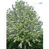 gigantea 4