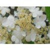 Kalina japonská 'Mariesii'  Viburnum plicatum 'Mariesii'