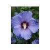 Ibišek syrský Sup'Blue 'Minsyrori5'  Hibiscus syriacus Sup'Blue 'Minsyrori5'