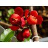 Chaenomeles Hot Fire (3)