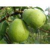 Hrušeň 'Lucasova'  Pyrus communis 'Lucasova'