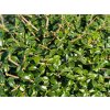 ligustrum 1