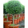 ligustrum 5