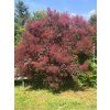 Ruj vlasatá MAGICAL RED FOUNTAIN 'Kolmarfo'  Cotinus coggygria MAGICAL RED FOUNTAIN 'Kolmarfo'