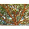 pinea