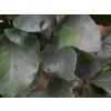 fagus sylvatica anniek