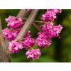 Cercis canadensis 'Pink Pom Poms' (2)