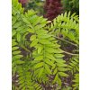 Gleditsia Bujotti (1)