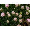 120087 3 armeria bab lom