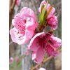 prunus persica 2