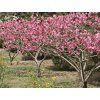 prunus persica 4