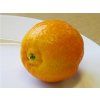 Mandarinka 'Fina'  Citrus clementine 'Fina'