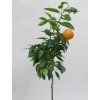 Mandarinka 'Marisol'  Citrus clementine 'Marisol'