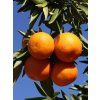 Mandarinka 'Marisol'  Citrus clementine 'Marisol'