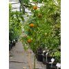 Mandarinka 'Oroval'  Citrus clementine 'Oroval'