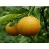 Mandarinka 'Oroval'  Citrus clementine 'Oroval'