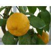 Mandarinka 'Kawano'  Citrus unshiu 'Kawano'