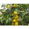 Mandarinka 'Shivamikan'  Citrus leiocarpa 'Shivamikan'