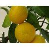 Mandarinka 'Shivamikan'  Citrus leiocarpa 'Shivamikan'