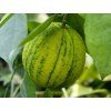 Pomerančovník 'Coditiana'  Citrus sinensis 'Coditiana'