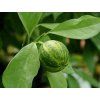 Pomerančovník 'Coditiana'  Citrus sinensis 'Coditiana'