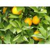 Pomerančovník 'Washington Navel'  Citrus sinensis 'Washington Navel'