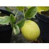 Cedrát 'Panache'  Citrus medica 'Panache'