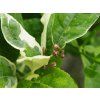 Cedrát 'Panache'  Citrus medica 'Panache'
