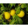 Grep 'Duncan'  Citrus paradisi 'Duncan'
