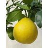 Grep 'Red Blush'  Citrus paradisi 'Red Blush'