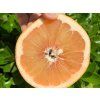 Grep 'Red Blush'  Citrus paradisi 'Red Blush'