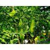 Australský citrus 'Faustrime'  Citrus grandis 'Faustrime'