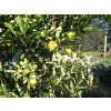 Citrus 'Ichang Lemon'  Citrus ichangensis × maxima ICHANG LEMON