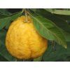 Citrus 'Ichang Lemon'  Citrus ichangensis × maxima ICHANG LEMON
