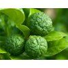 Mauricijská Papeda - kafrová limetka  Citrus hystrix DC.