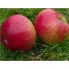 Jabloň 'Gdaňský Hranáč'  Malus domestica 'Gdaňský Hranáč'