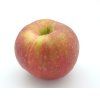 Jabloň 'Táborita'  Malus domestica 'Táborita'