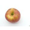 Jabloň 'Táborita'  Malus domestica 'Táborita'