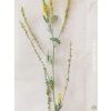 120501 1 svizel syristovy galium verum